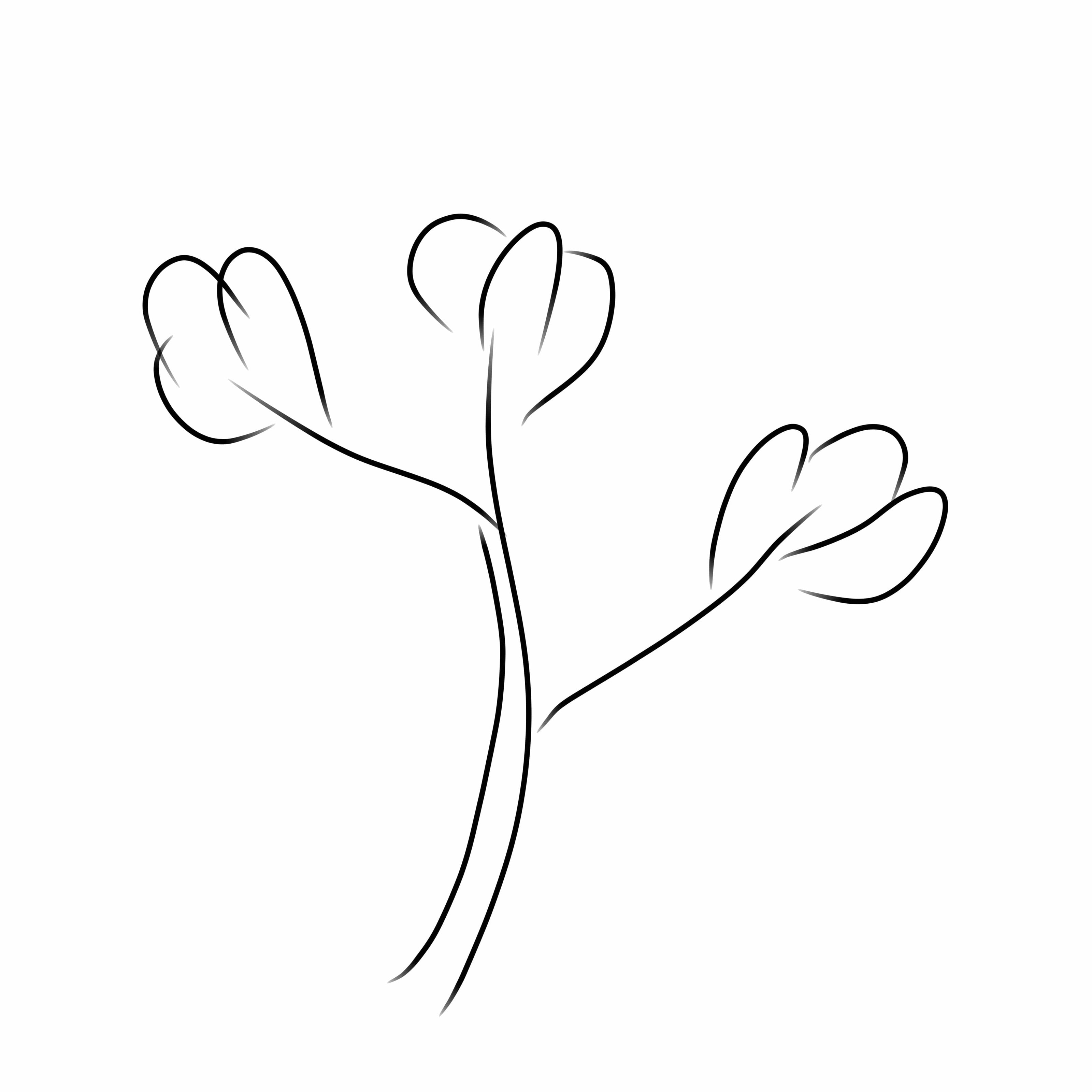 Line drawing of a cotton plant